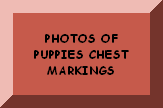 CLICK HERE TO SEE THE PUPPIES CHEST MARKINGS